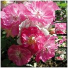 Rosa Chinensis Angel Wings Rose Flower - Flower Garden Plant - 200X Seeds