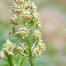 MIGNONETTE Machet fragrant hardy Flower - Flower Garden Plant - 110X Seeds