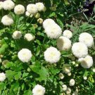 MATRICARIA Snowball hardy fragrant white Flower - Flower Garden Plant - 150X Seeds