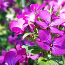LUNARIA Biennis Honesty Mixed fragrant Flower - Flower Garden Plant - 20X Seeds