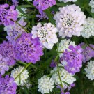 CANDYTUFT UMBELLATA MIXED fragrant Flower - Flower Garden Plant - 100X Seeds