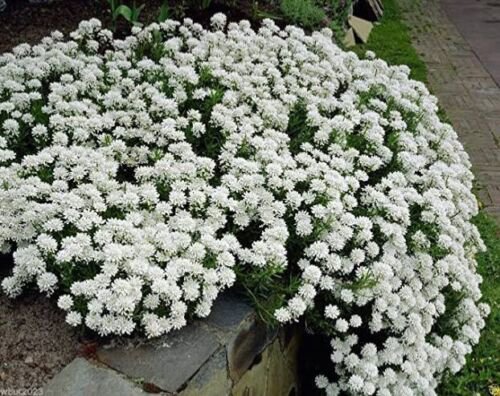 CANDYTUFT EMPRESS WHITE fragrant Flower - Flower Garden Plant - 50X Seeds