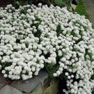 CANDYTUFT EMPRESS WHITE fragrant Flower - Flower Garden Plant - 50X Seeds