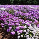 CANDYTUFT DWARF FAIRY MIXED fragrant Flower - Flower Garden Plant - 100X Seeds