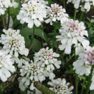 CANDYTUFT EMPRESS WHITE fragrant Flower - Flower Garden Plant - 250X Seeds