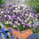 CANDYTUFT DWARF FAIRY MIXED fragrant Flower - Flower Garden Plant - 350X Seeds