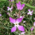 NIGHT-SCENTED STOCK fragrant Flower - Flower Garden Plant - 200X Seeds