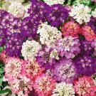 CANDYTUFT UMBELLATA MIXED fragrant Flower - Flower Garden Plant - 300X Seeds