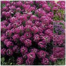 Alyssum Royal Velvet fragrant Flower - Flower Garden Plant - 300X Seeds