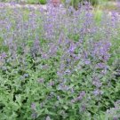 CATNIP SEEDS NEPATA CATARIA fragrant Flower - Flower Garden Plant - 100X Seeds