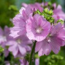 MUSK MALLOW SEEDS MALVA MOSCHATA ROSEA fragrant Flower - 50X Seeds