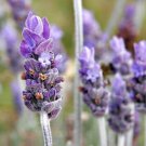 BROADLEAVED LAVENDER SEEDS LAVANDULA LATIFOLIA fragrant Flower - 50X Seeds