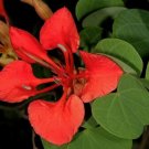 RED ORCHID BUSH SEEDS BAUHINIA GALPINII fragrant Flower - 5X Seeds