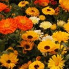 CALENDULA PACIFIC BEAUTY fragrant Flower - Flower Home Garden - 25X Seeds