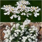 Candytuft ICEBERG fragrant Flower - Flower Home Garden - 100X Seeds