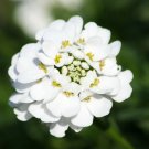 Candytuft EMPRESS WHITE fragrant Flower - Flower Home Garden - 75X Seeds