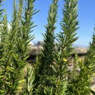 Rosemary (Salvia Rosmarinus) fragrant Herb - Home Garden - 20X Seeds