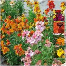 Cheiranthus Multibloom Dwarf fragrant Flower - Flower Home Garden - 50X Seeds