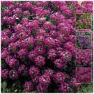 Alyssum Royal Velvet fragrant Flower - Flower Home Garden - 300X Seeds