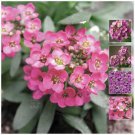 ALYSSUM Paegan Pink fragrant Pink Flower - Flower Home Garden - 100X Seeds