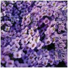 ALYSSUM Lavender at Dusk Flower - Flower Home Garden - 100X Seeds