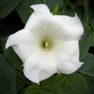 PERENNIAL FRAGRANT climber SPRING SUMMER WHITE Fragrant Flower - Flower Home Garden - 10X Seeds