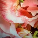 Sweetpea Solstice Salmon Fragrant Flower - Flower Home Garden - 10X Seeds