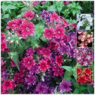 PHLOX Twinkle Tina Fragrant Flower - Flower Home Garden - 100X Seeds