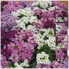 ALYSSUM Dwarf Nostalgia Mix Fragrant Flower - Flower Home Garden - 200X Seeds