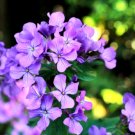 HONESTY Flourish Fragrant Flower - Flower Home Garden - 10X Seeds
