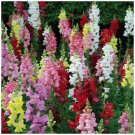 SNAPDRAGON Kamikaze MIX Fragrant Flower - Flower Home Garden - 30X Seeds