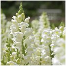SNAPDRAGON Kamikaze WHITE Fragrant Flower - Flower Home Garden - 30X Seeds