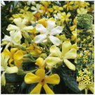 Hymenosporum Flavum Native Frangipani Fragrant Flower - Flower Home Garden - 20X Seeds