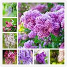 Bonsai Lilac Japanese Fragrant Flower - Flower Home Garden - 100X Seeds