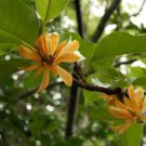 Fragrant Joy Tree (Michelia champaca) Flower - Flower Home Garden - 10X Seeds