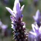 Beautiful French Lavender Fragrant Flower - Flower Home Garden - 50X Seeds