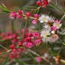 Hypocalymma angustifolium Fragrant White Myrtle Fragrant Flower - Flower Home Garden - 30X Seeds