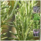 ROSEMARY Pink Sky Mauve Fragrant Herb - Flower Home Garden - 20X Seeds