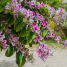ORCHID TREE SEEDS BAUHINIA VERIEGATA Fragrant Herb - Flower Home Garden - 5X Seeds