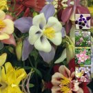 AQUILEGIA Angels Ranunculus Orchid Flower - Flower Home Garden - 30X Seeds