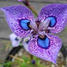 Rare Purple Blue Butterfly Iris Orchid Flower - Flower Home Garden - 5X Seeds