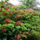 Red Orchid Tree (Bauhinia galpinii) Flower - Flower Home Garden - 10X Seeds