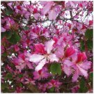 Bauhinia Hawaiian Orchid Tree Flower - Flower Home Garden - 8X Seeds