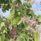 Purple Orchid Tree (Bauhinia Purpurea variegata) Flower - Flower Home Garden - 5X Seeds