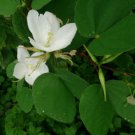 White Dwarf Orchid Tree (Bauhinia racemosa) Flower - Flower Home Garden - 10X Seeds