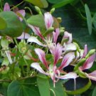 ORCHID VINE SEEDS BAUHINIA CORYMBOSA Flower - Flower Home Garden - 5X Seeds