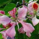 Pink Orchid Tree Bauhinia Butterfly tree Flower - Flower Home Garden - 20X Seeds