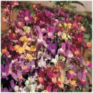 LINARIA Izzy's Gemstone Orchid Flower - Flower Home Garden - 100X Seeds