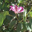 Pink Orchid Tree fresh easy grow Flower - Flower Home Garden - 10X Seeds
