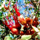 NATIVE BUTTERFLY ORCHID TREE Flower - Flower Home Garden - 3X Seeds